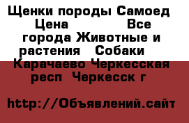 Щенки породы Самоед › Цена ­ 20 000 - Все города Животные и растения » Собаки   . Карачаево-Черкесская респ.,Черкесск г.